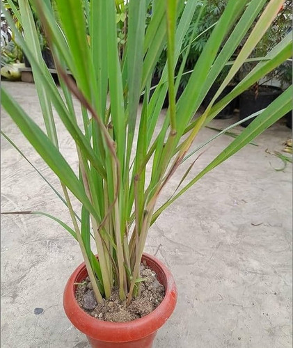 61ayqF 5JUL. AC UF1000,1000 QL80.jpg