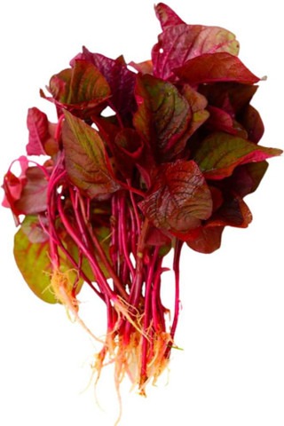 500 lxi 602 hybrid red amaranthu.jpg