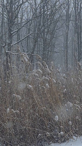 1XVD5b48R uZy1lk.jpg