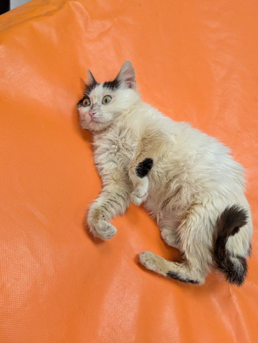 G i5H6VWMAAc8CC?format=jpg.jpg