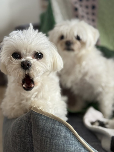 G iT4kgW8AAUL2u?format=jpg.jpg