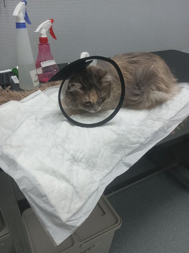 G izS52XMAACCTY?format=jpg.jpg