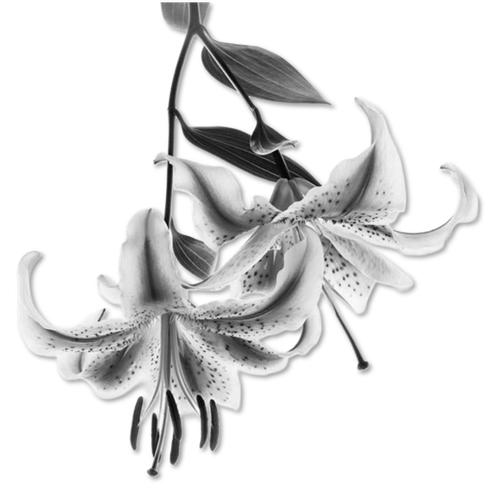 Stargazer Lily White Framed Print FPP Black & Champagne 22 x 22.png