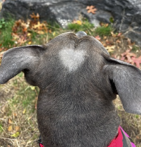 G5 UCnYbIAE7oQ9?format=png.png