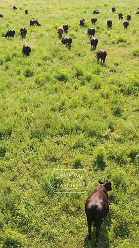 RifLeG0 y 3PBRwr.jpg