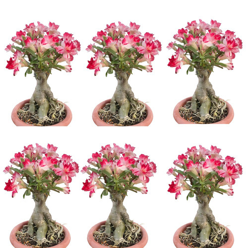 Remove background project 6.jpg