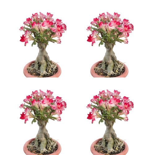 Remove background project 4.jpg