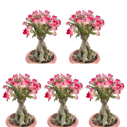 Remove background project 5.jpg