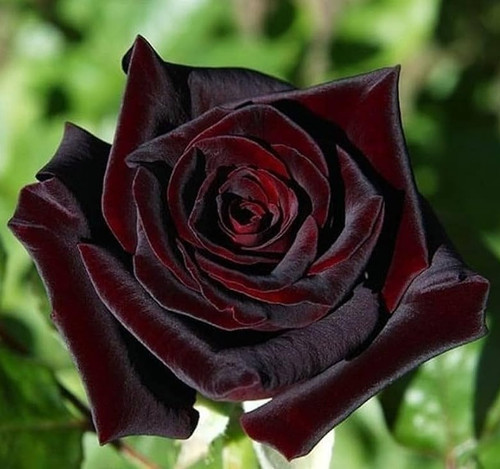 51wT3Tw4wKL. AC UF1000,1000 QL80.jpg