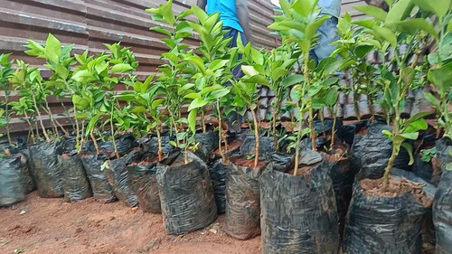 qq cgOMEvOlkusdi.jpg