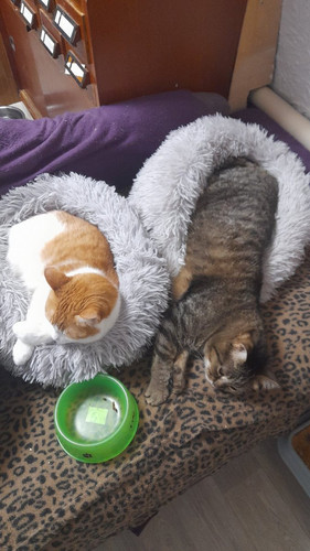 G guKW1XcAAzi6L?format=jpg.jpg