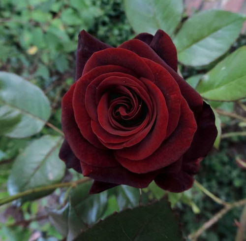 61iETt2BlyL. AC UF1000,1000 QL80.jpg