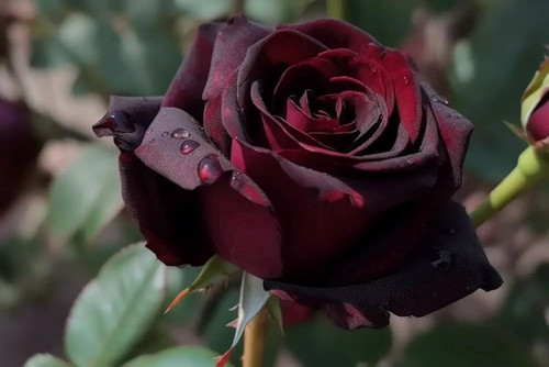 51xTz0nZZVL. AC UF1000,1000 QL80.jpg