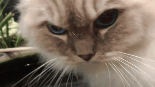 IMG 0877.gif