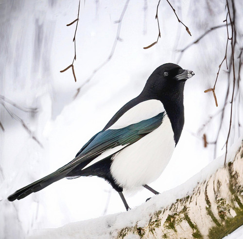 G gykufXoAAvlMk?format=jpg.jpg