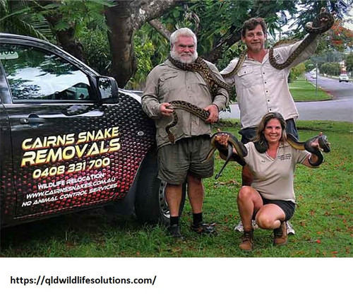 Snake Catcher Cairns.jpg