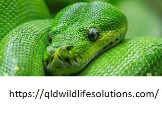 Snake Removal Cairns.jpg