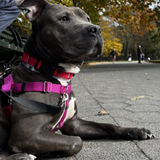 G5 UwaxbUAABtTK?format=png.png