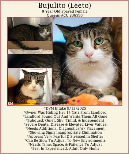 G LF0r3akAA3jeJ?format=jpg.jpg