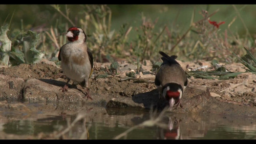 N9FOX Wn ZapuecC.jpg