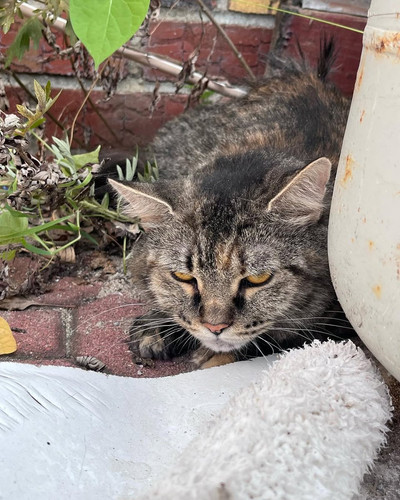 G gTOiwXEAA QVu?format=jpg.jpg