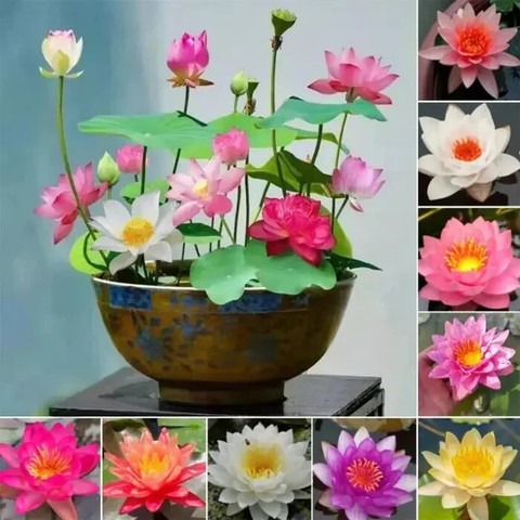20 lotus flower seed arshiayat o.jpg