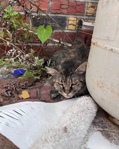 G gTOiFXAAAOUg1?format=jpg.jpg