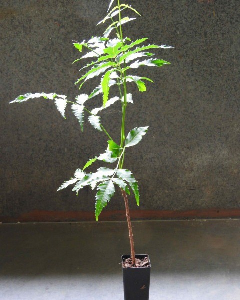 no perennial yes neem live plant.jpg