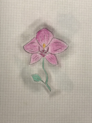 Orchid.jpg