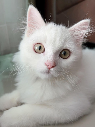 cat 1768342382 7152688.jpg