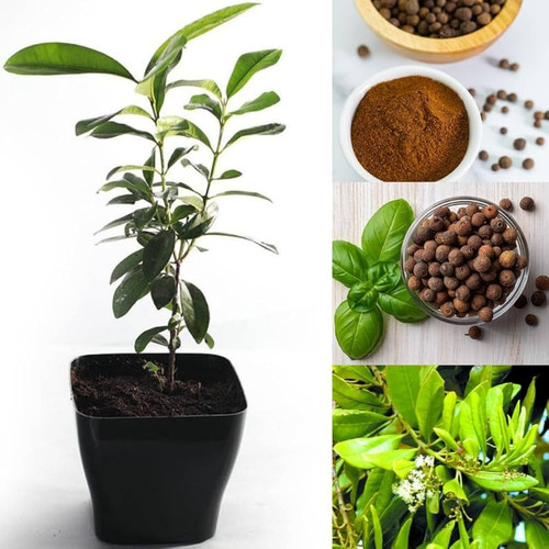 61dDjAPX25L. AC UF1000,1000 QL80.jpg