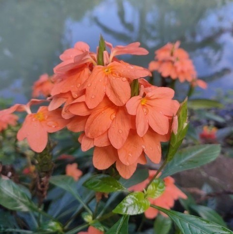 no annual no infundibuliformis p.jpg