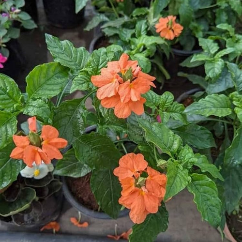 614YFQZcdCL. AC UF1000,1000 QL80.jpg