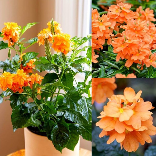 81oI ATi2uL. AC UF1000,1000 QL80.jpg