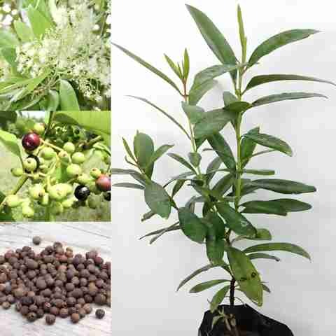 no biennial no all spice plant h.jpg