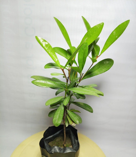 no annual yes all spice plant wi.jpg