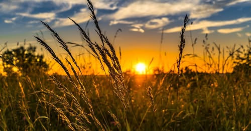 2410513079401583714?url=https%3A%2F%2Ffelvidek.ma%2Fwp content%2Fuploads%2F2023%2F03%2Fbarley.jpg&fb.jpg