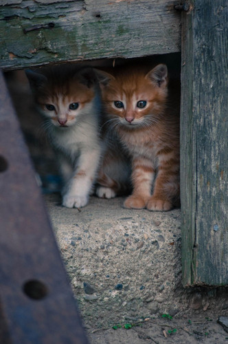 cat 1768328444 6349087.jpg