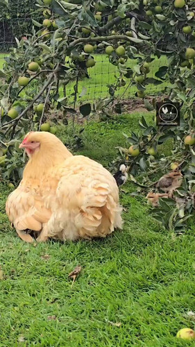 6qx 59yCFv59hpeO.jpg