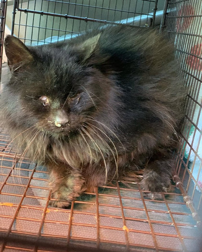 G gZKCgXoAA1uGD?format=jpg.jpg