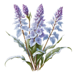 kits tammys welt first frost (76)