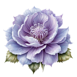 kits tammys welt first frost (77)