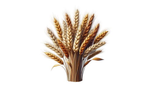 PilgrimsGrace wheat3.png