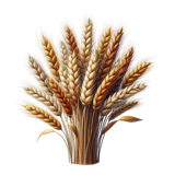 PilgrimsGrace wheat3