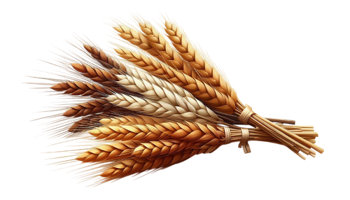 PilgrimsGrace wheat1.png