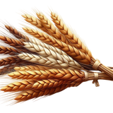 PilgrimsGrace wheat1