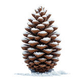 Heidi pinecone1