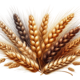 PilgrimsGrace wheat2