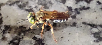 img upload 4041c7b52e.png