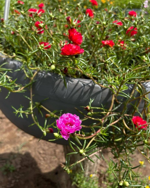 no perennial yes portuluca mixed (1).jpg